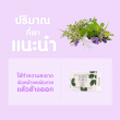 Gacha Herbal Soap บรรจุ 60 กรัม