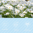 Glean Chamomile Flower Tea บรรจุ 10 ซอง