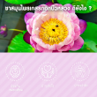 Glean Lotus Stamen Tea บรรจุ 10 ซอง