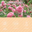 Glean Rose Flower Tea บรรจุ 10 ซอง