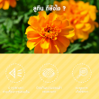 Gleanline Lutein From Marigold Extract บรรจุ 30 แคปซูล 