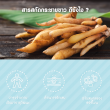 Greenline Finger Root บรรจุ 100 แคปซูล