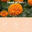 Mega We Care iiCare Daily บรรจุ 30 แคปซูล