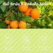 Mega We Care NAT C Yummy Gummyz บรรจุ 50 ชิ้น