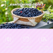 Springmate Bilberry Extract 80 mg บรรจุ 60 แคปซูล