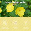 Springmate Primrose Oil 1300 mg บรรจุ 30 แคปซูลนิ่ม