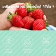 VISTRA Marine Collagen TriPeptide 10000 mg Strawberry Lychee Flavour บรรจุ 10 ซอง