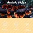 Vita Lingzhi Plus บรรจุ 72 แคปซูล  